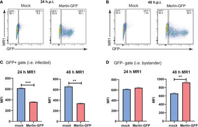 Suppression of MR1 by human cytomegalovirus inhibits MAIT cell activation